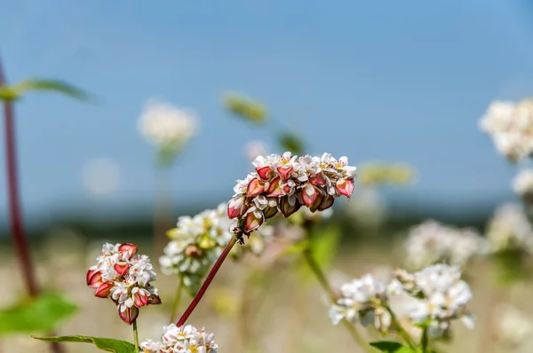 Buckwheat flowers field — Stock Photo, Image