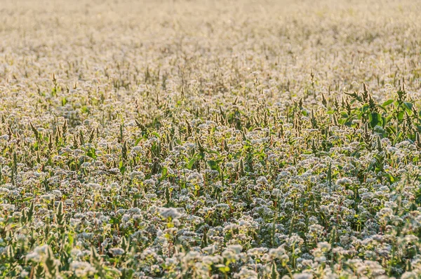 Buckwheat flowers field — Stock Photo, Image