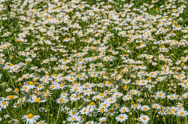 Stokrotka kwiatów łąka — Zdjęcie stockowe