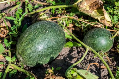 kavun büyüyen meyve bahçesi 