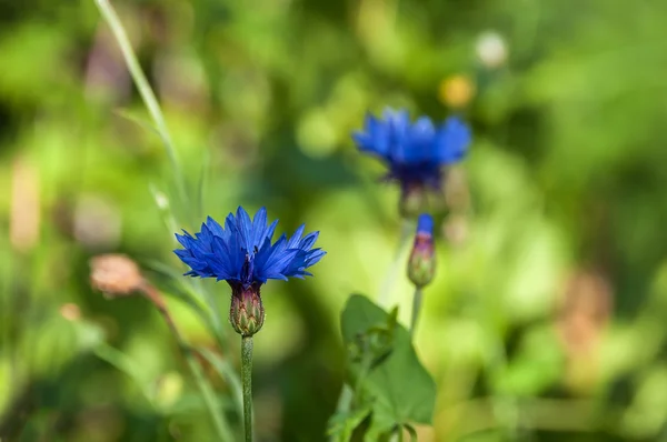 Flower cornflower blue — Stock Photo, Image