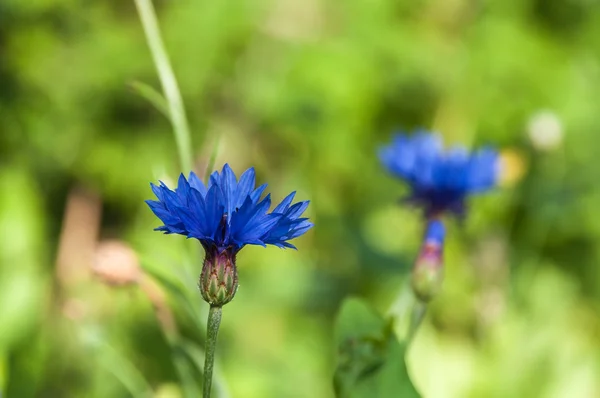 Flower cornflower blue — Stock Photo, Image