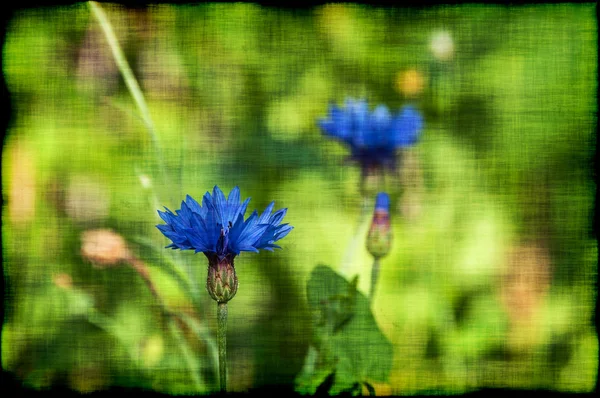 Květ chrpy modré grunge — Stock fotografie