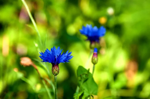 Квітка Волошка синя — стокове фото