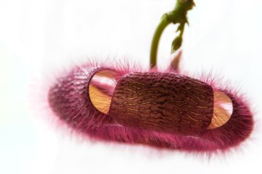 kaktüs çiçeği bordo Stapelia kapatın