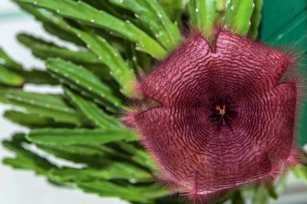 Cactus flower close burgundy Stapelia — Stock Photo, Image