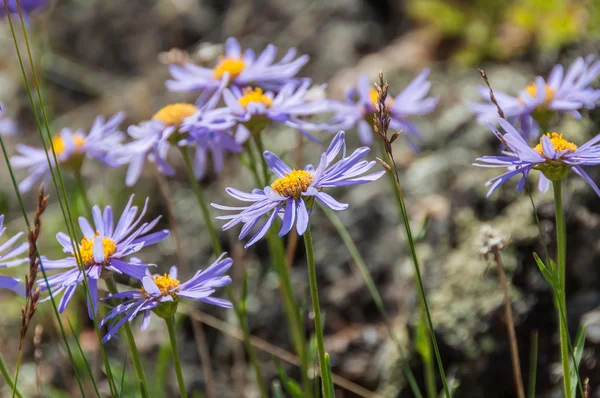 デイジーの花の紫色山 — ストック写真