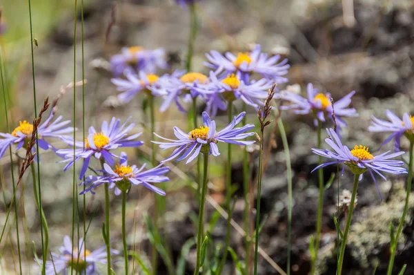 デイジーの花の紫色山 — ストック写真