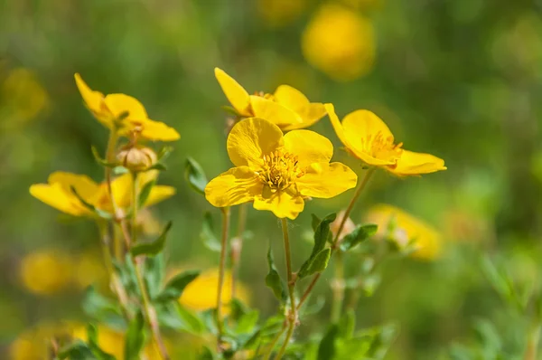 Struik bloemen geel — Stockfoto