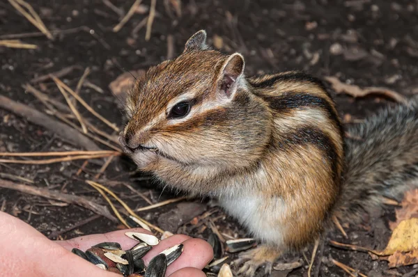 Chipmunk hand seeds feeding — Stock Photo, Image