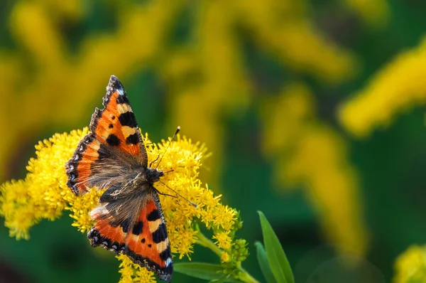 Flor de mariposa urticaria — Foto de Stock