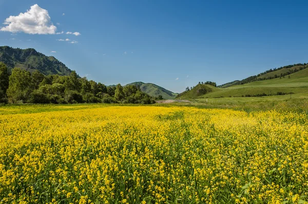 Yellow flowers meadow mountains — Stock Photo, Image