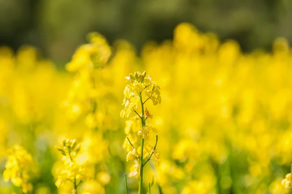 Tło łąka żółty kwiat — Zdjęcie stockowe