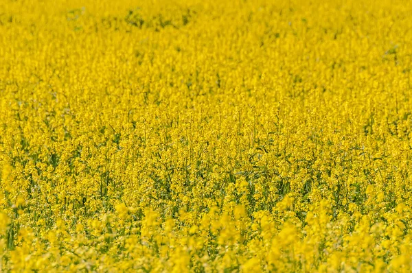 Fundo amarelo flor prado — Fotografia de Stock