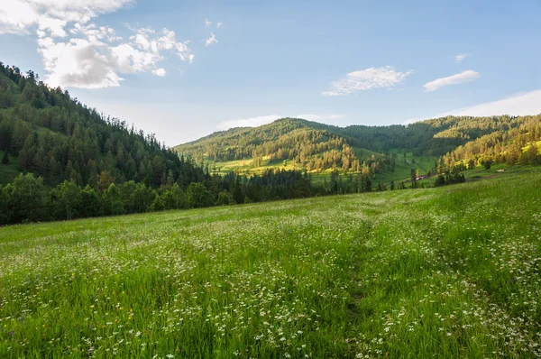 Mountains meadows forest valley — Stock Photo, Image