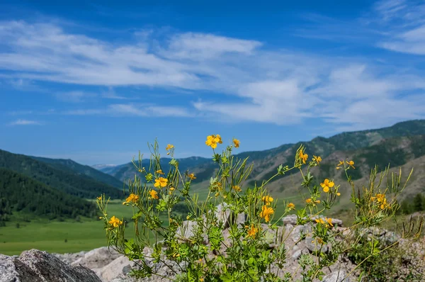 Bloemen gele berg achtergrond — Stockfoto