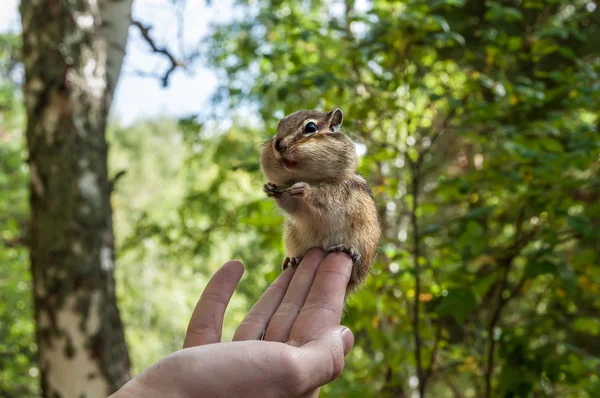 Chipmunk hand seeds feeding — Stock Photo, Image