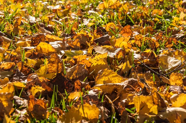 Podzimní listí sněhová vločka — Stock fotografie