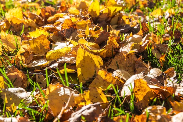 Podzimní listí sněhová vločka — Stock fotografie
