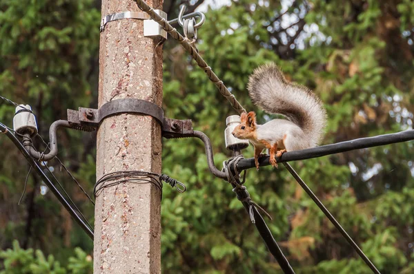 Squirrel portrait electric cable — Stock Photo, Image