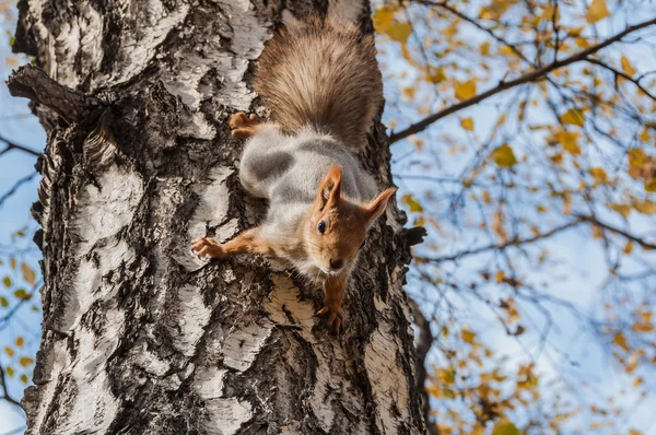 Squirrel portrait birch grey — Stock Photo, Image