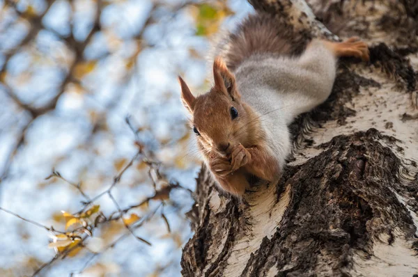 Squirrel portrait birch grey — Stock Photo, Image