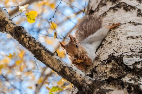 Squirrel portrait birch grey — Stock Photo, Image