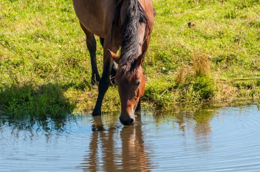 at sıyrık çayır gölet