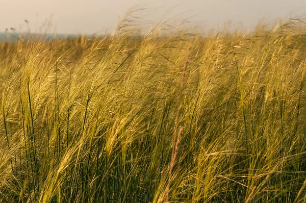 Feather grass field — Stock Photo, Image