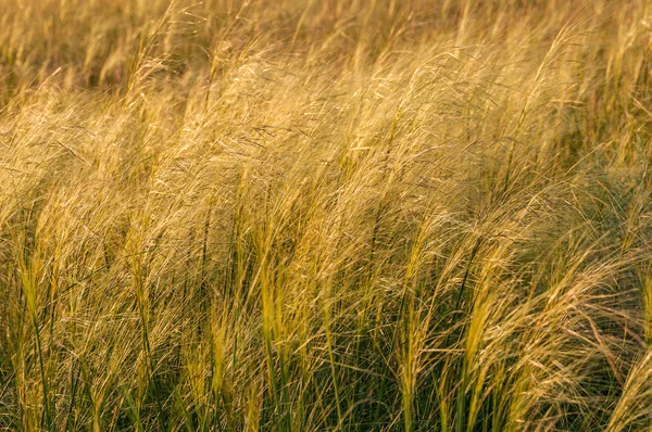 Campo de grama de penas — Fotografia de Stock