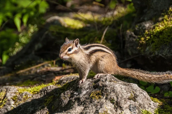 Chipmunk portrait stone — Stock Photo, Image