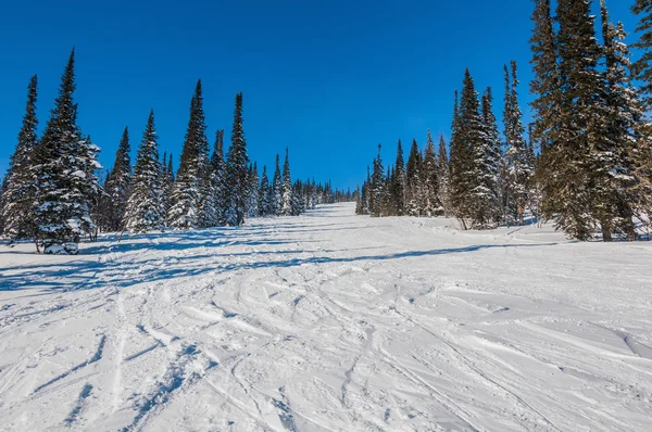 Mountain forest trails ski slope — Stock Photo, Image