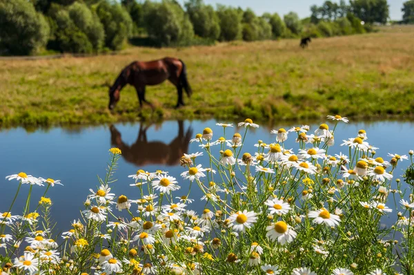 马吃草草甸池塘 — 图库照片