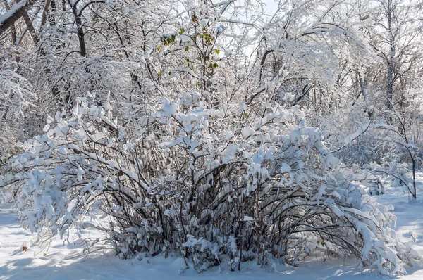 Зимові снігові паркові дерева — стокове фото