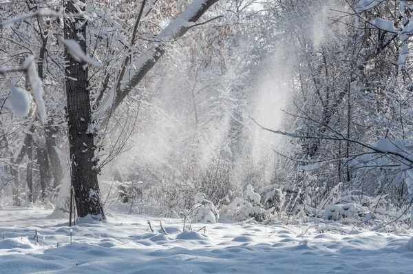Kış kar park ağaçlar — Stok fotoğraf