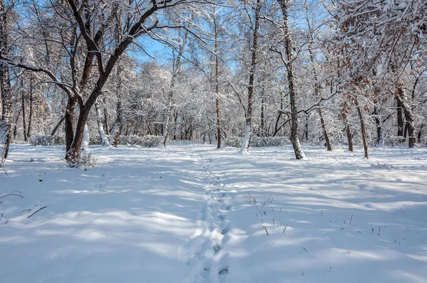 Winter forest snow park — Stock Photo, Image
