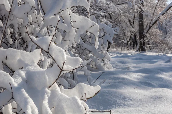 Invierno nieve parque árboles — Foto de Stock