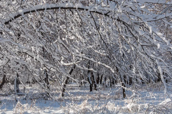 Kış kar park ağaçlar — Stok fotoğraf
