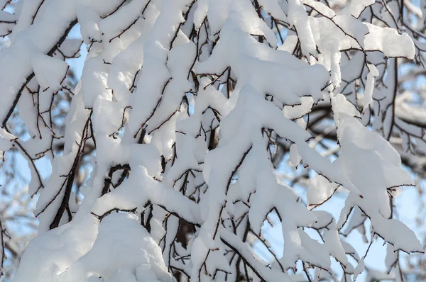 Nieve ramas cielo abstracto fondo — Foto de Stock