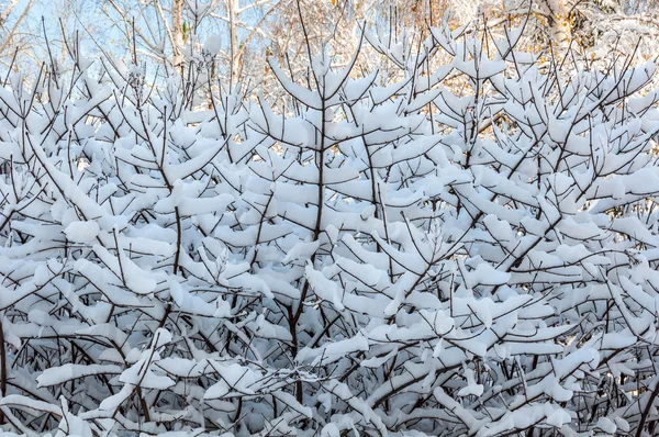 雪枝空抽象的な背景 — ストック写真
