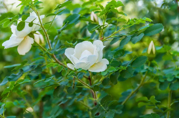 Krzew róży kwiat biały — Zdjęcie stockowe
