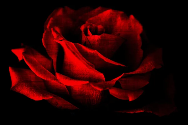 Red rose black background grunge — Stock Photo, Image