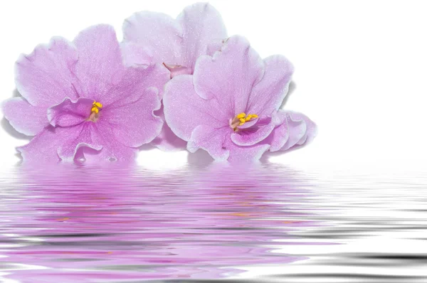 Pink flowers of violet water reflection — Stock Photo, Image