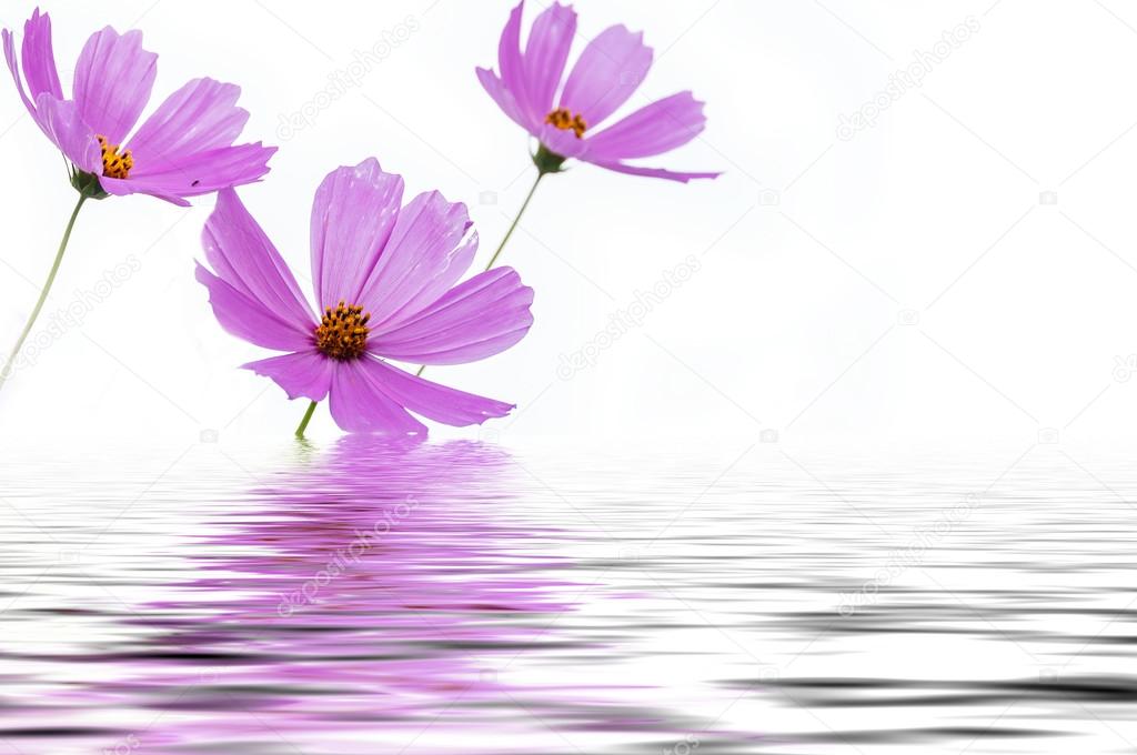 pink flowers cosmos water reflection