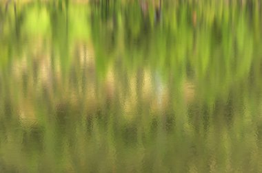 doku su yansıma orman