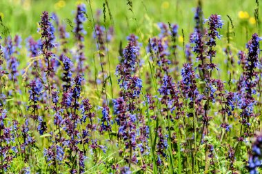 çiçek çayır arka plan duvar kağıdı