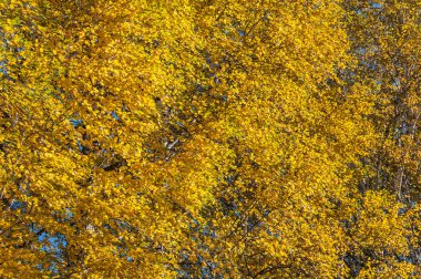 sonbahar arka plan huş ağacı yaprakları