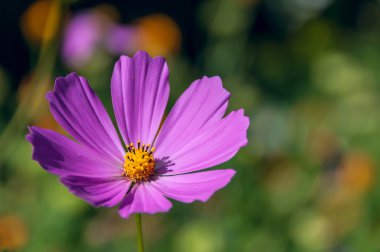 Pembe çiçek papatya evren