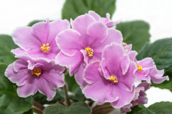Pink flowers violets — Stock Photo, Image