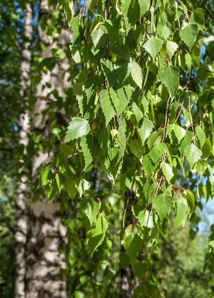 Birke lässt Sonnenlicht — Stockfoto